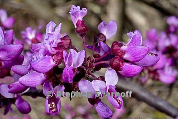 cercis occidentalis 6 graphic